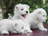Собаки, щенята Вестхайленд уайт тер'єр, ціна 13000 Грн., Фото