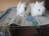 Гризуни Кролики, ціна 300 Грн., Фото