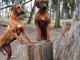 Собаки, щенята Родезійського ріджбек, ціна 26500 Грн., Фото