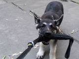 Собаки, щенята Східно-Європейська вівчарка, ціна 8000 Грн., Фото