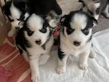Собаки, щенята Сибірський хаськи, ціна 3500 Грн., Фото