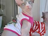 Кошки, котята Канадский сфинкс, цена 18000 Грн., Фото