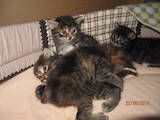 Кошки, котята Курильский бобтейл, цена 4200 Грн., Фото