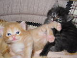 Кішки, кошенята Курильський бобтейл, ціна 4200 Грн., Фото