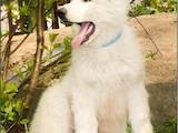 Собаки, щенята Біла Швейцарська вівчарка, ціна 9000 Грн., Фото