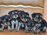 Собаки, щенята Йоркширський тер'єр, ціна 3000 Грн., Фото