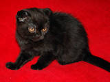 Кошки, котята Шотландская вислоухая, цена 900 Грн., Фото