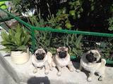 Собаки, щенки Мопс, цена 16500 Грн., Фото