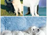 Собаки, щенки Польская подхаланская овчарка, цена 14000 Грн., Фото