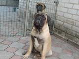 Собаки, щенята Бульмастиф, ціна 15000 Грн., Фото