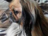 Собаки, щенята Пекінес, ціна 1700 Грн., Фото