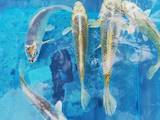 Рибки, акваріуми Установка і догляд, ціна 200 Грн., Фото