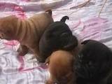Собаки, щенята Шарпей, ціна 3500 Грн., Фото