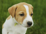 Собаки, щенки Джек Рассел терьер, цена 5000 Грн., Фото