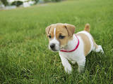 Собаки, щенки Джек Рассел терьер, цена 5000 Грн., Фото