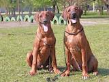 Собаки, щенки Родезийский риджбек, цена 26000 Грн., Фото