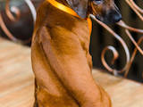 Собаки, щенята Родезійського ріджбек, ціна 26000 Грн., Фото