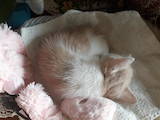 Кошки, котята Британская короткошерстная, цена 800 Грн., Фото