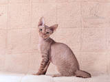 Кошки, котята Девон-рекс, цена 7000 Грн., Фото