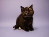 Кошки, котята Шотландская короткошерстная, цена 800 Грн., Фото