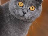 Кошки, котята Британская длинношёрстная, цена 50 Грн., Фото