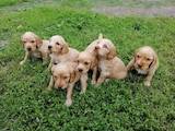 Собаки, щенки Русский спаниель, цена 1700 Грн., Фото