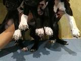 Собаки, щенки Английский пойнтер, цена 4000 Грн., Фото