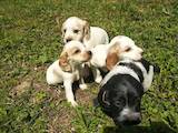 Собаки, щенята Російський спаніель, ціна 1100 Грн., Фото