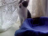 Кошки, котята Беспородная, цена 100700.70 Грн., Фото