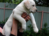 Собаки, щенки Лабрадор ретривер, цена 7000 Грн., Фото