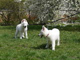 Собаки, щенки Белая Швейцарская овчарка, цена 8500 Грн., Фото