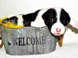 Собаки, щенята Американський стаффордширський тер'єр, ціна 10000 Грн., Фото