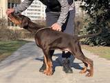 Собаки, щенята Доберман, ціна 6000 Грн., Фото
