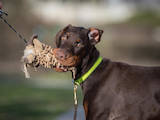 Собаки, щенята Доберман, ціна 6000 Грн., Фото