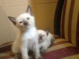Кішки, кошенята Тайська, ціна 450 Грн., Фото