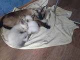 Кошки, котята Тайская, цена 450 Грн., Фото