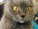 Кошки, котята Британская короткошерстная, цена 500 Грн., Фото
