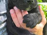 Собаки, щенята Мальоркскій бульдог (Ка Де Бо), ціна 5500 Грн., Фото
