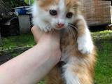 Кошки, котята Беспородная, Фото