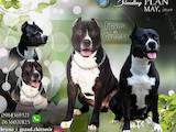 Собаки, щенки Американский стаффордширский терьер, цена 8000 Грн., Фото