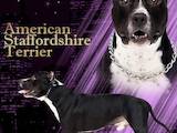 Собаки, щенята Американський стаффордширський тер'єр, ціна 8000 Грн., Фото