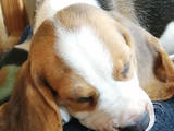 Собаки, щенята Бігль, ціна 17500 Грн., Фото