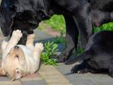 Собаки, щенки Лабрадор ретривер, цена 5000 Грн., Фото