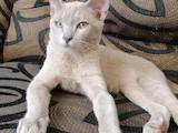Кошки, котята Бурма, цена 9500 Грн., Фото