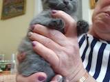 Кішки, кошенята Шотландська короткошерста, ціна 1200 Грн., Фото