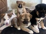 Собаки, щенята Американський акіта, ціна 5400 Грн., Фото