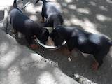 Собаки, щенята Різне, ціна 2000 Грн., Фото