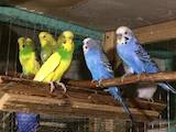 Папуги й птахи Папуги, ціна 200 Грн., Фото
