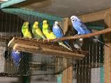 Папуги й птахи Папуги, ціна 200 Грн., Фото