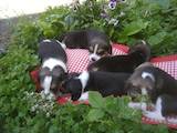 Собаки, щенки Бигль, цена 5200 Грн., Фото